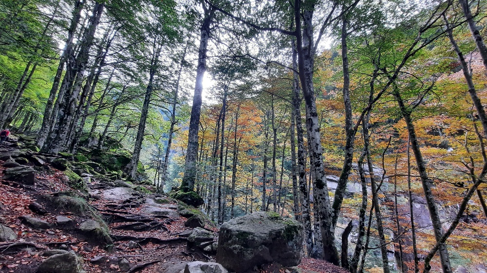 ariege%20foret.jpg